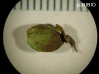 http://mpdb.nibiohn.go.jp/CONTENTS_ROOT/PLANT_PHOTO_DATA/PHOTO_FILE/thumbnail/863.jpg