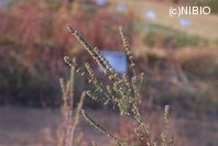 http://mpdb.nibiohn.go.jp/CONTENTS_ROOT/PLANT_PHOTO_DATA/PHOTO_FILE/thumbnail/239.jpg