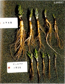 http://mpdb.nibiohn.go.jp/CONTENTS_ROOT/CULTIVATION_PHOTO_DATA/PHOTO_FILE/thumbnail/221.jpg
