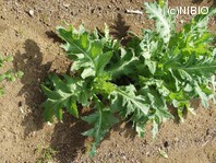 http://mpdb.nibiohn.go.jp/CONTENTS_ROOT/PLANT_PHOTO_DATA/PHOTO_FILE/thumbnail/1034.jpg