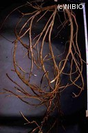 http://mpdb.nibiohn.go.jp/CONTENTS_ROOT/PLANT_PHOTO_DATA/PHOTO_FILE/thumbnail/192.jpg