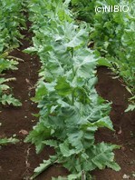 http://mpdb.nibiohn.go.jp/CONTENTS_ROOT/PLANT_PHOTO_DATA/PHOTO_FILE/thumbnail/1035.jpg