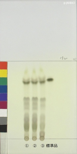 http://mpdb.nibiohn.go.jp/CONTENTS_ROOT/JP_IDENTIFICATION_PHOTO_DATA/JP_IDENTIFICATION_PHOTO_FILE/thumbnail/458.jpg