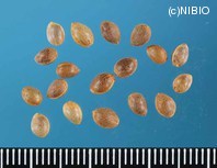 http://mpdb.nibiohn.go.jp/CONTENTS_ROOT/PLANT_PHOTO_DATA/PHOTO_FILE/thumbnail/865.jpg