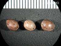 http://mpdb.nibiohn.go.jp/CONTENTS_ROOT/PLANT_PHOTO_DATA/PHOTO_FILE/thumbnail/866.jpg