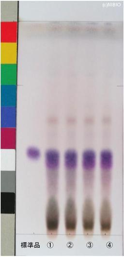 http://mpdb.nibiohn.go.jp/CONTENTS_ROOT/JP_IDENTIFICATION_PHOTO_DATA/JP_IDENTIFICATION_PHOTO_FILE/thumbnail/940.jpg