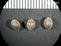http://mpdb.nibiohn.go.jp/CONTENTS_ROOT/PLANT_PHOTO_DATA/PHOTO_FILE/thumbnail/867.jpg