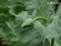 http://mpdb.nibiohn.go.jp/CONTENTS_ROOT/PLANT_PHOTO_DATA/PHOTO_FILE/thumbnail/1038.jpg