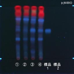 http://mpdb.nibiohn.go.jp/CONTENTS_ROOT/JP_IDENTIFICATION_PHOTO_DATA/JP_IDENTIFICATION_PHOTO_FILE/thumbnail/1191.jpg