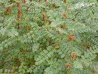 http://mpdb.nibiohn.go.jp/CONTENTS_ROOT/PLANT_PHOTO_DATA/PHOTO_FILE/thumbnail/196.jpg