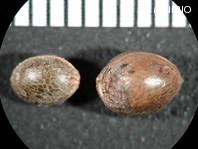 http://mpdb.nibiohn.go.jp/CONTENTS_ROOT/PLANT_PHOTO_DATA/PHOTO_FILE/thumbnail/868.jpg