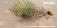 http://mpdb.nibiohn.go.jp/CONTENTS_ROOT/PLANT_PHOTO_DATA/PHOTO_FILE/thumbnail/1279.jpg