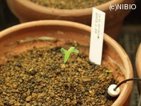 http://mpdb.nibiohn.go.jp/CONTENTS_ROOT/PLANT_PHOTO_DATA/PHOTO_FILE/thumbnail/869.jpg