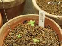 http://mpdb.nibiohn.go.jp/CONTENTS_ROOT/PLANT_PHOTO_DATA/PHOTO_FILE/thumbnail/870.jpg
