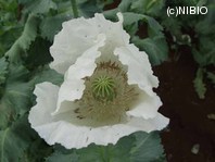 http://mpdb.nibiohn.go.jp/CONTENTS_ROOT/PLANT_PHOTO_DATA/PHOTO_FILE/thumbnail/1041.jpg