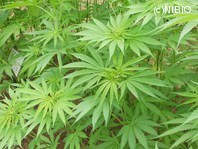 http://mpdb.nibiohn.go.jp/CONTENTS_ROOT/PLANT_PHOTO_DATA/PHOTO_FILE/thumbnail/871.jpg