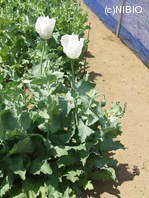 http://mpdb.nibiohn.go.jp/CONTENTS_ROOT/PLANT_PHOTO_DATA/PHOTO_FILE/thumbnail/1042.jpg