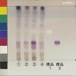 http://mpdb.nibiohn.go.jp/CONTENTS_ROOT/JP_IDENTIFICATION_PHOTO_DATA/JP_IDENTIFICATION_PHOTO_FILE/thumbnail/1195.jpg
