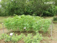 http://mpdb.nibiohn.go.jp/CONTENTS_ROOT/PLANT_PHOTO_DATA/PHOTO_FILE/thumbnail/872.jpg