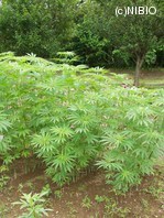 http://mpdb.nibiohn.go.jp/CONTENTS_ROOT/PLANT_PHOTO_DATA/PHOTO_FILE/thumbnail/873.jpg