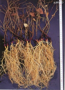 http://mpdb.nibiohn.go.jp/CONTENTS_ROOT/CULTIVATION_PHOTO_DATA/PHOTO_FILE/thumbnail/207.jpg