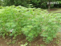 http://mpdb.nibiohn.go.jp/CONTENTS_ROOT/PLANT_PHOTO_DATA/PHOTO_FILE/thumbnail/874.jpg