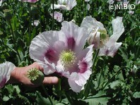 http://mpdb.nibiohn.go.jp/CONTENTS_ROOT/PLANT_PHOTO_DATA/PHOTO_FILE/thumbnail/1045.jpg