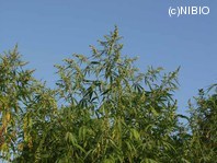 http://mpdb.nibiohn.go.jp/CONTENTS_ROOT/PLANT_PHOTO_DATA/PHOTO_FILE/thumbnail/875.jpg