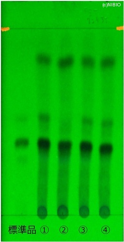 http://mpdb.nibiohn.go.jp/CONTENTS_ROOT/JP_IDENTIFICATION_PHOTO_DATA/JP_IDENTIFICATION_PHOTO_FILE/thumbnail/175.jpg