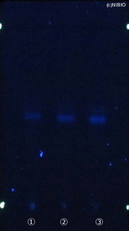 http://mpdb.nibiohn.go.jp/CONTENTS_ROOT/JP_IDENTIFICATION_PHOTO_DATA/JP_IDENTIFICATION_PHOTO_FILE/thumbnail/513.jpg
