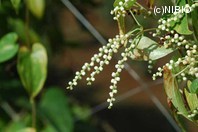 http://mpdb.nibiohn.go.jp/CONTENTS_ROOT/PLANT_PHOTO_DATA/PHOTO_FILE/thumbnail/427.jpg