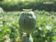 http://mpdb.nibiohn.go.jp/CONTENTS_ROOT/PLANT_PHOTO_DATA/PHOTO_FILE/thumbnail/1047.jpg