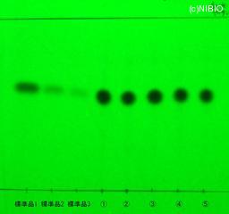 http://mpdb.nibiohn.go.jp/CONTENTS_ROOT/JP_IDENTIFICATION_PHOTO_DATA/JP_IDENTIFICATION_PHOTO_FILE/thumbnail/1219.jpg