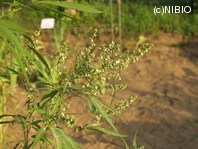 http://mpdb.nibiohn.go.jp/CONTENTS_ROOT/PLANT_PHOTO_DATA/PHOTO_FILE/thumbnail/877.jpg