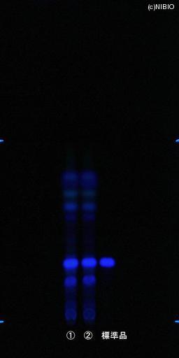 http://mpdb.nibiohn.go.jp/CONTENTS_ROOT/JP_IDENTIFICATION_PHOTO_DATA/JP_IDENTIFICATION_PHOTO_FILE/thumbnail/838.jpg