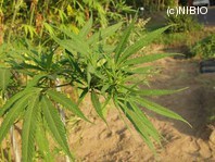 http://mpdb.nibiohn.go.jp/CONTENTS_ROOT/PLANT_PHOTO_DATA/PHOTO_FILE/thumbnail/878.jpg