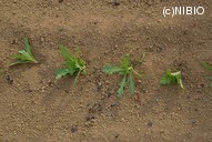 http://mpdb.nibiohn.go.jp/CONTENTS_ROOT/PLANT_PHOTO_DATA/PHOTO_FILE/thumbnail/1049.jpg