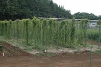 http://mpdb.nibiohn.go.jp/CONTENTS_ROOT/PLANT_PHOTO_DATA/PHOTO_FILE/thumbnail/430.jpg