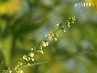 http://mpdb.nibiohn.go.jp/CONTENTS_ROOT/PLANT_PHOTO_DATA/PHOTO_FILE/thumbnail/880.jpg