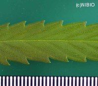 http://mpdb.nibiohn.go.jp/CONTENTS_ROOT/PLANT_PHOTO_DATA/PHOTO_FILE/thumbnail/881.jpg