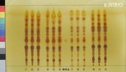 http://mpdb.nibiohn.go.jp/CONTENTS_ROOT/JP_IDENTIFICATION_PHOTO_DATA/JP_IDENTIFICATION_PHOTO_FILE/thumbnail/1104.jpg