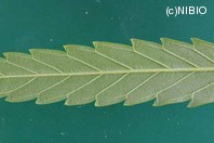 http://mpdb.nibiohn.go.jp/CONTENTS_ROOT/PLANT_PHOTO_DATA/PHOTO_FILE/thumbnail/882.jpg