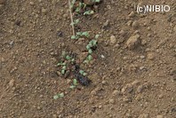 http://mpdb.nibiohn.go.jp/CONTENTS_ROOT/PLANT_PHOTO_DATA/PHOTO_FILE/thumbnail/883.jpg