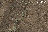 http://mpdb.nibiohn.go.jp/CONTENTS_ROOT/PLANT_PHOTO_DATA/PHOTO_FILE/thumbnail/884.jpg