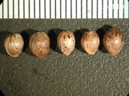 http://mpdb.nibiohn.go.jp/CONTENTS_ROOT/PLANT_PHOTO_DATA/PHOTO_FILE/thumbnail/885.jpg