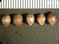 http://mpdb.nibiohn.go.jp/CONTENTS_ROOT/PLANT_PHOTO_DATA/PHOTO_FILE/thumbnail/886.jpg