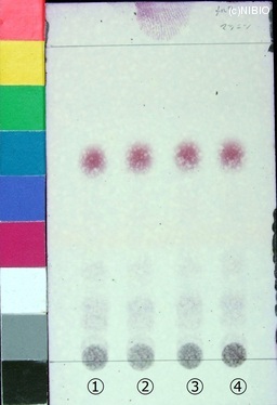 http://mpdb.nibiohn.go.jp/CONTENTS_ROOT/JP_IDENTIFICATION_PHOTO_DATA/JP_IDENTIFICATION_PHOTO_FILE/thumbnail/119.jpg