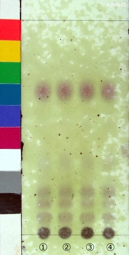 http://mpdb.nibiohn.go.jp/CONTENTS_ROOT/JP_IDENTIFICATION_PHOTO_DATA/JP_IDENTIFICATION_PHOTO_FILE/thumbnail/120.jpg
