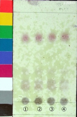 http://mpdb.nibiohn.go.jp/CONTENTS_ROOT/JP_IDENTIFICATION_PHOTO_DATA/JP_IDENTIFICATION_PHOTO_FILE/thumbnail/121.jpg