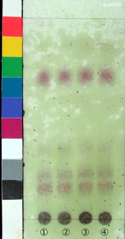 http://mpdb.nibiohn.go.jp/CONTENTS_ROOT/JP_IDENTIFICATION_PHOTO_DATA/JP_IDENTIFICATION_PHOTO_FILE/thumbnail/122.jpg
